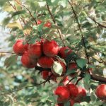 Rossa Mela Della Sera